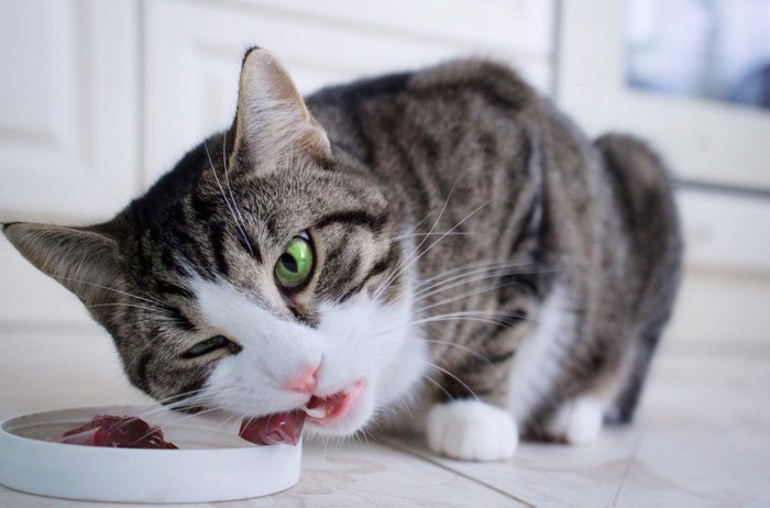食器の中の生肉を食べる猫
