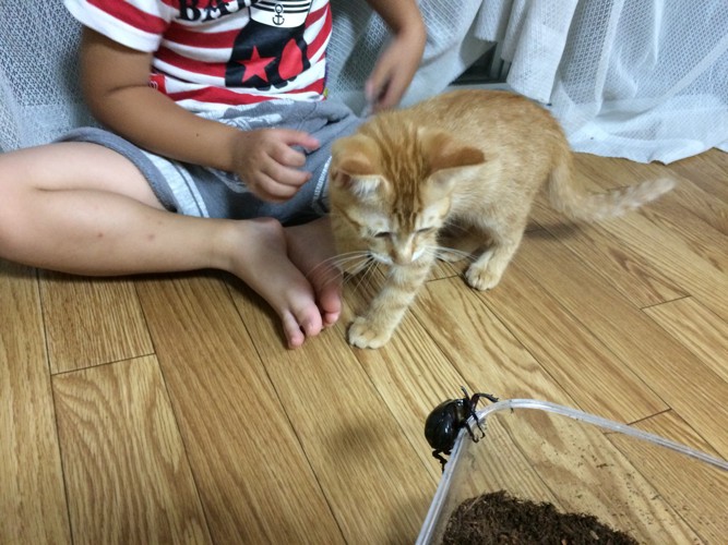 カブトムシと子猫