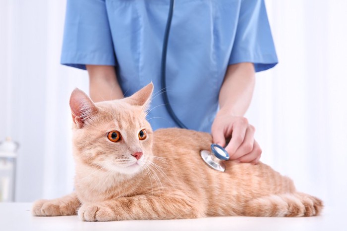 病院で獣医師に聴診されている猫
