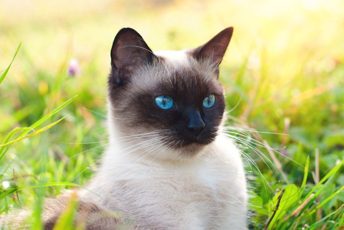 ブルーの瞳のシャム猫