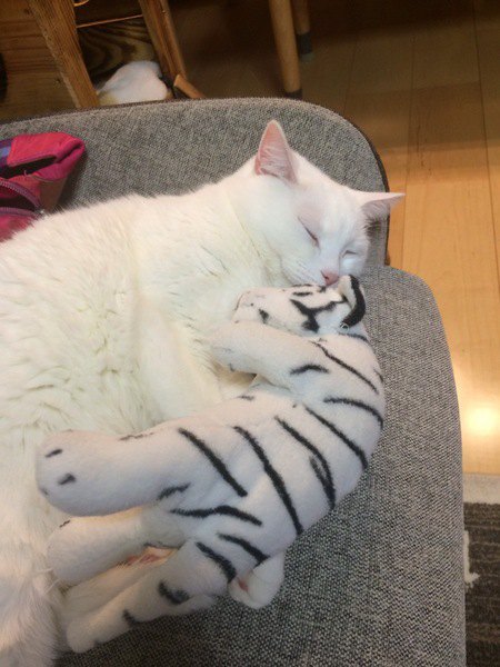 白い虎のぬいぐるみを抱き枕にする白猫