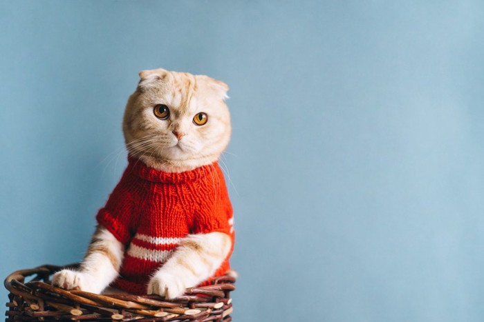 セーターを着て籠に入っている猫