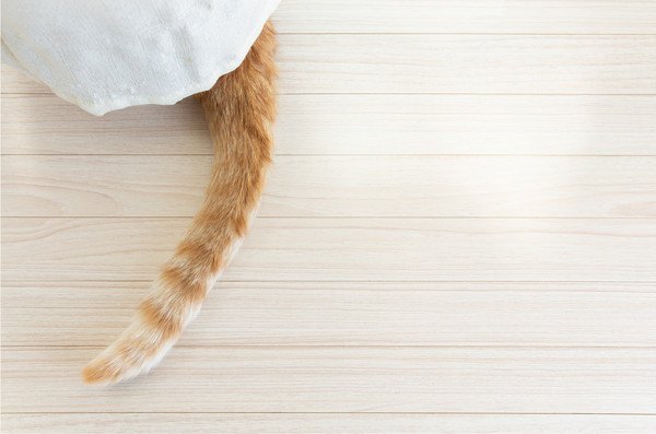 カーテンから猫のしっぽ