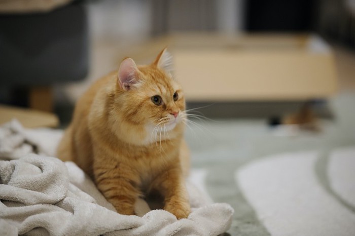 毛布をふみふみしている猫