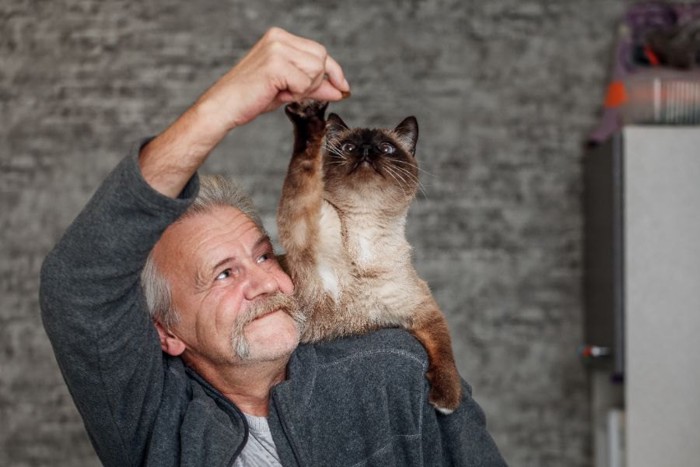 おじいさんと肩に乗るシャム猫