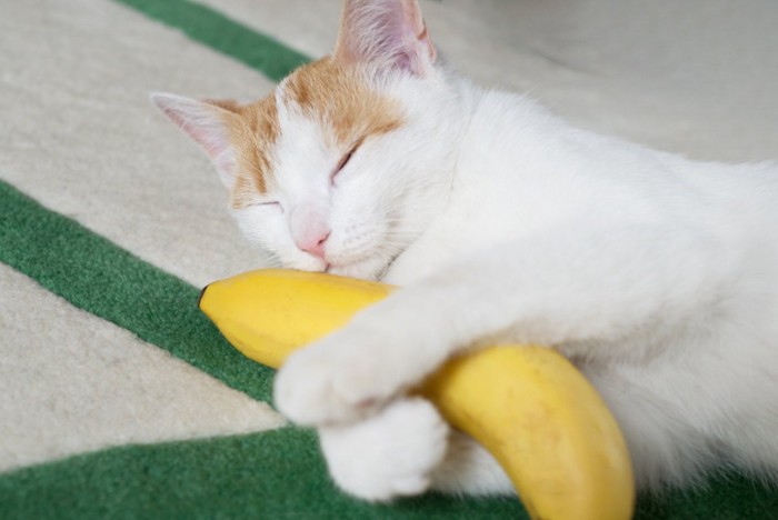 バナナを抱く猫