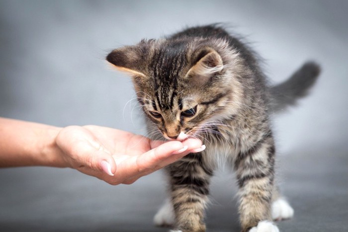 人の手から餌を食べる子猫