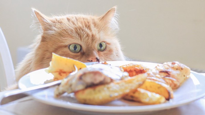 お皿の上の食べ物を狙う猫