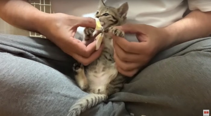 男性の親指を噛む子猫