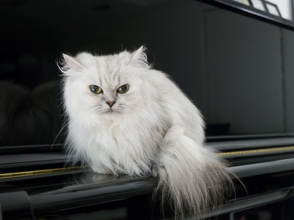 ピアノの蓋の上にいる猫