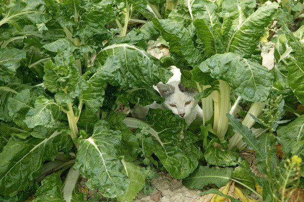 野菜畑に白い猫