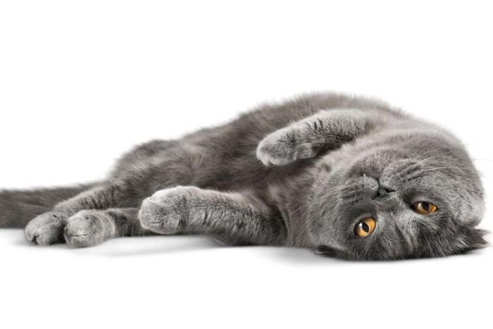 リラックスする灰色猫