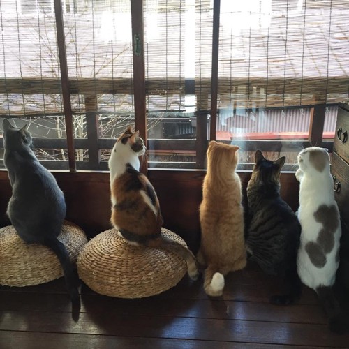外を眺めるキャットアパートメントの猫達