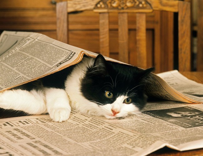 新聞紙に挟まれてる猫