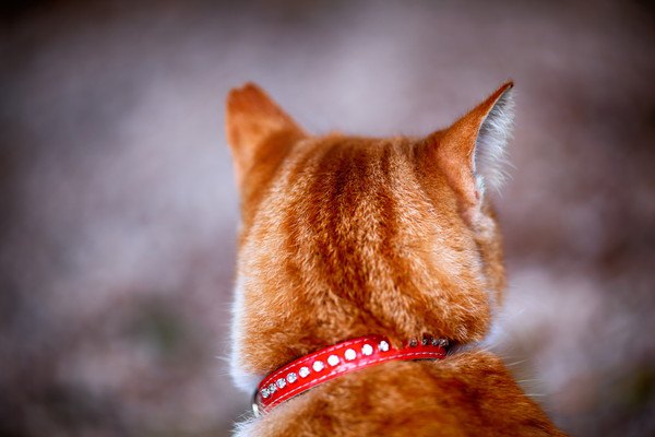 赤い首輪をする猫の後頭部