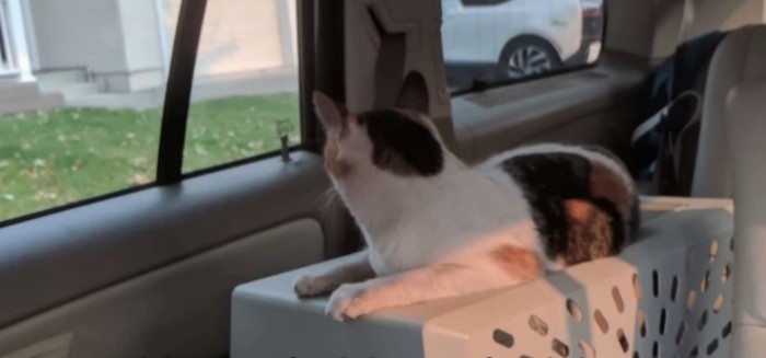 車中に猫