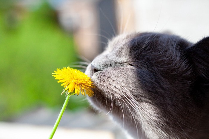 タンポポの匂いを嗅ぐ猫の顔のアップ