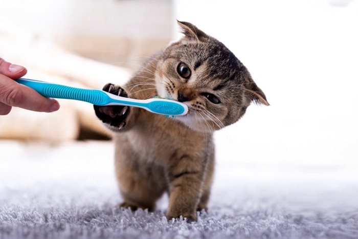 歯ブラシを掴む子猫