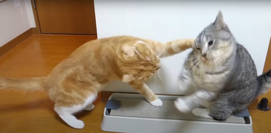 戦う2匹の猫