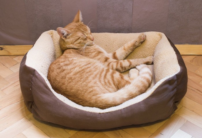 猫ベッドで眠る猫