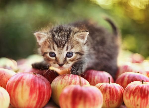 りんごの上に乗る子猫