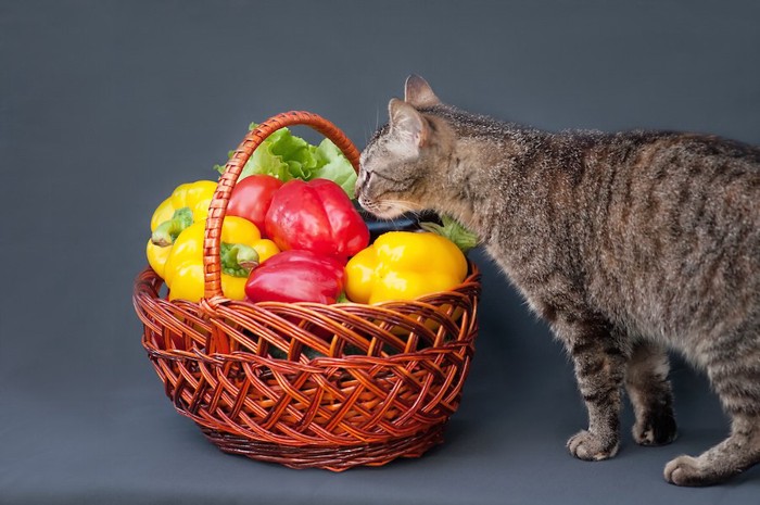 バスケットに入った野菜の匂いを嗅ぐ猫