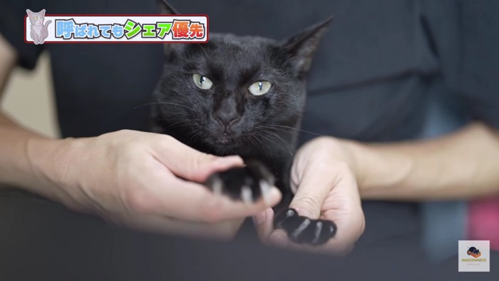 前足を揉まれる黒猫