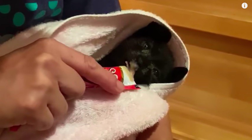 ちゅーるを食べる子猫