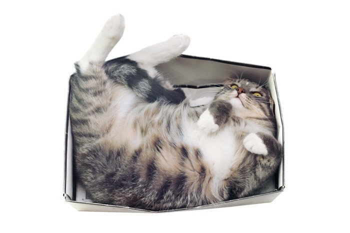 箱の中で丸まっている猫