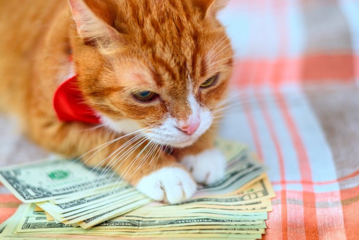 お金の上の猫