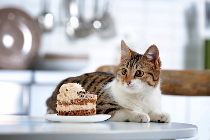 ケーキを前に座る猫