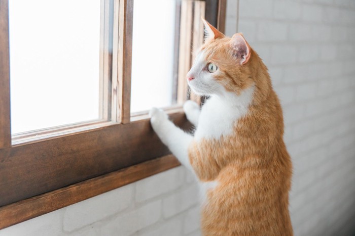 窓の外を確認する猫