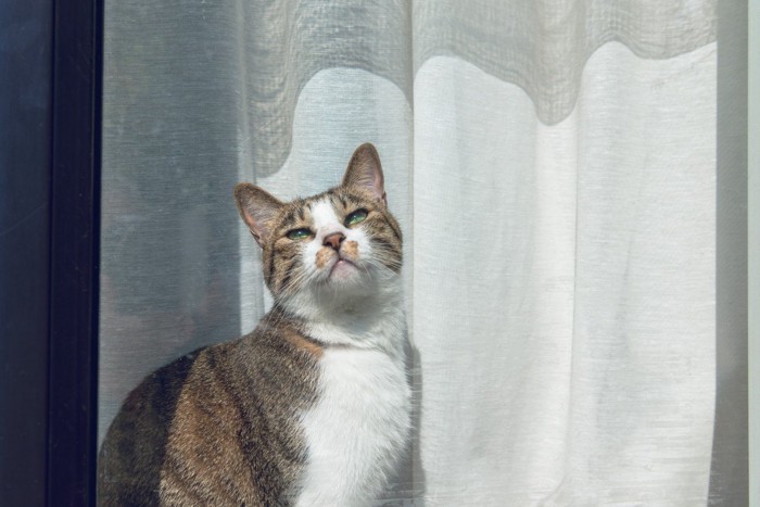 窓辺で日向ぼっこをする猫