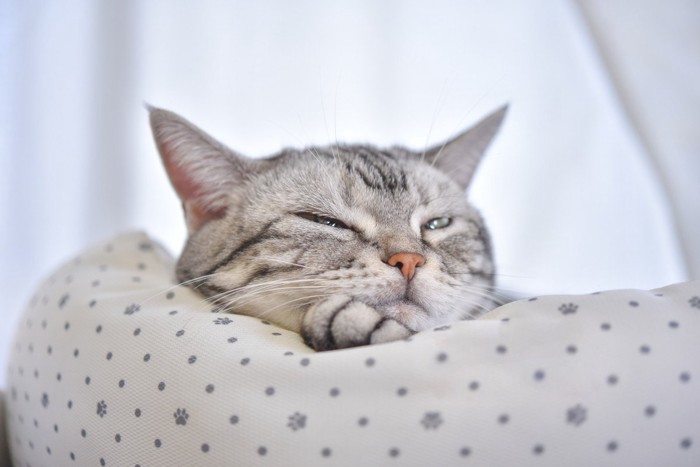 猫ベッドで眠そうな猫