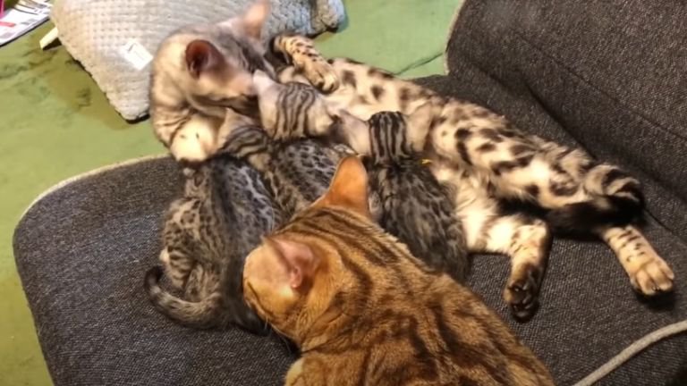 授乳中の母猫と子猫に寄り添う父猫