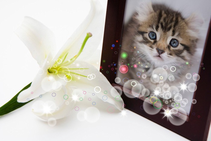 百合の花と猫の写真
