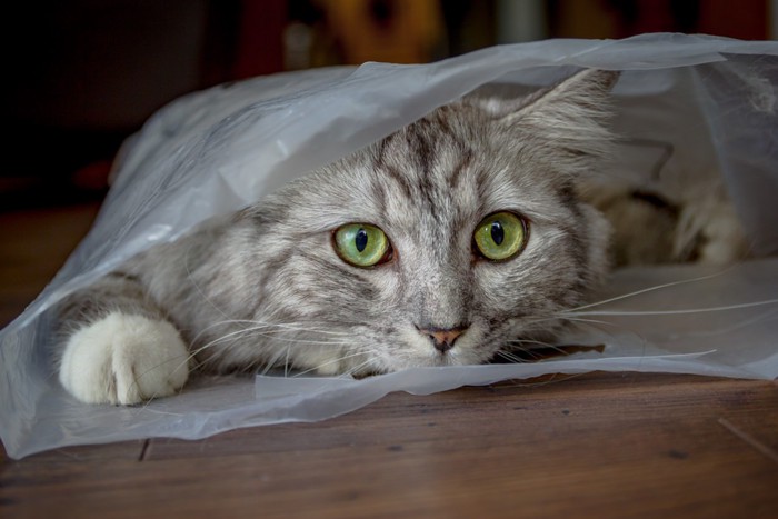 ビニール袋の猫