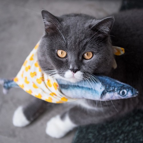 魚泥棒の猫