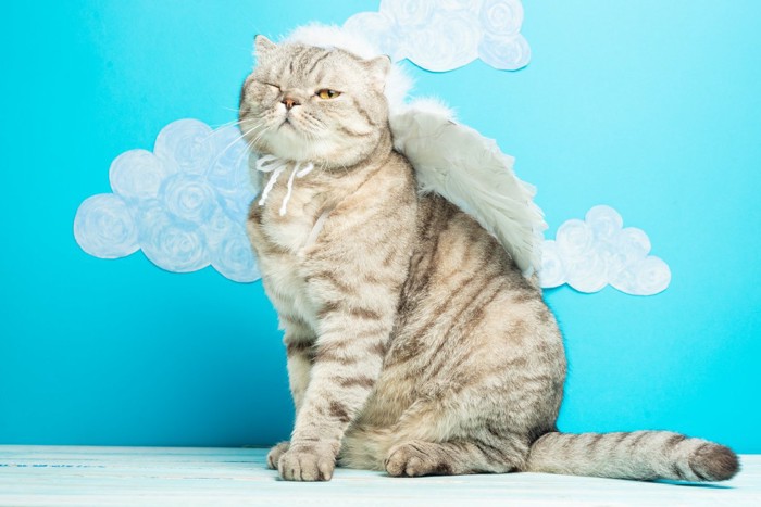 ウィンクをする天使の猫