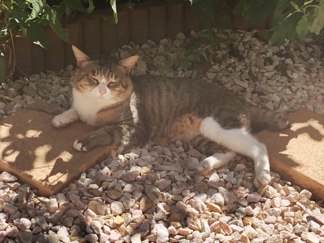 庭でまどろむボス猫