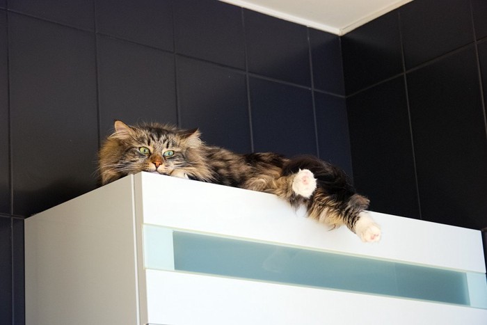 棚の上で寝ている猫
