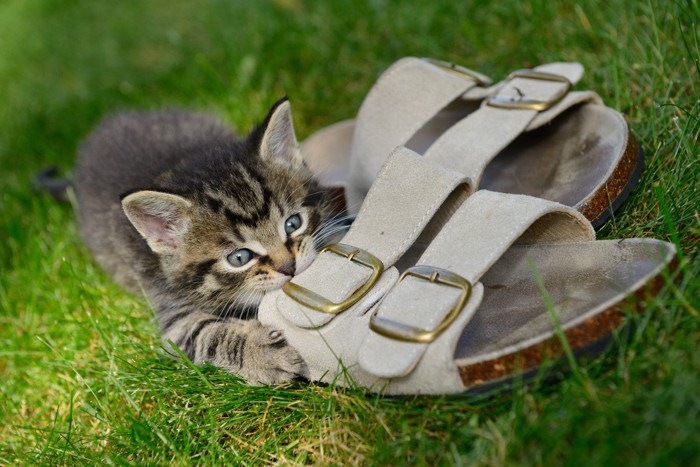 靴に噛み付く猫