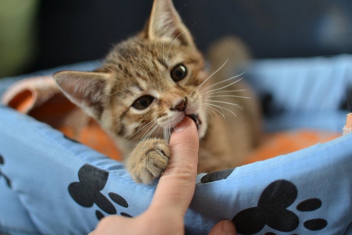 指を噛む子猫