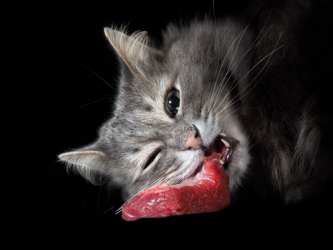 肉を食べようとしている猫