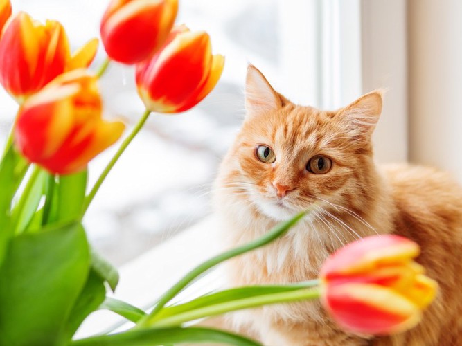 窓辺でまるくなる猫と庭の花