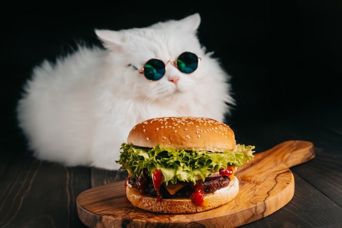 ハンバーガーとサングラス白猫