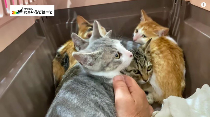 触れる子猫たち