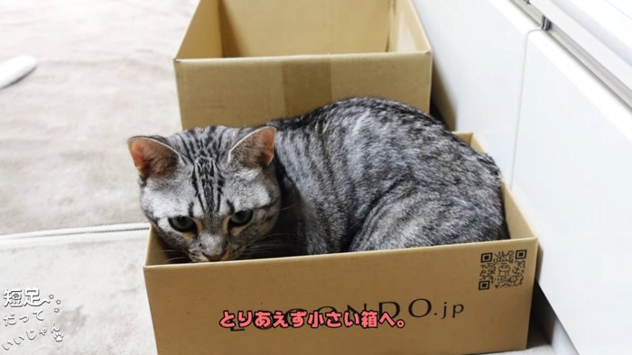 小さい箱に入る猫