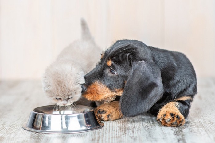 猫と犬で同じお皿で食べようとしている