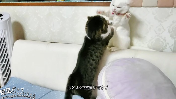 前足を広げる猫と後ろ姿の猫
